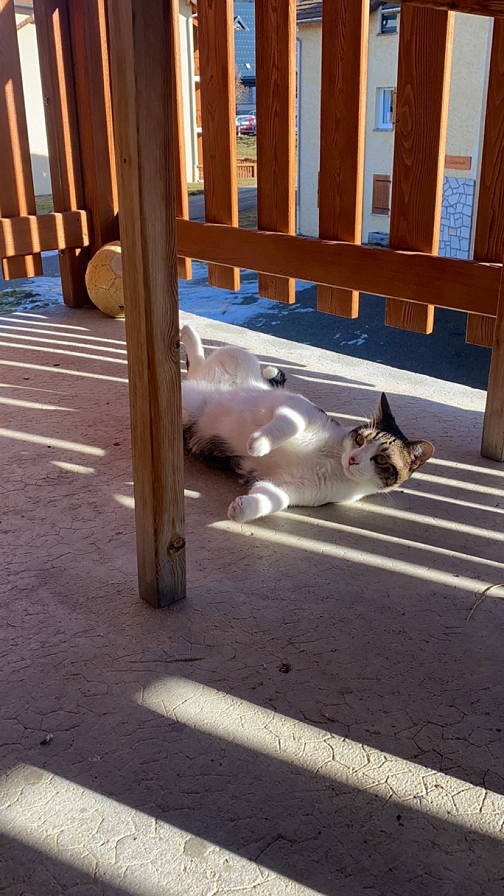 Stitch a rejoint le concours — aidez-le/la à gagner de superbes lots ! asphalt, carnivore, cat, felidae, floor, flooring, handrail, hardwood, metal, outdoor_furniture, road, road_surface, shade, shadow, sidewalk, small_to_medium_sized_cats, tail, tints_and_shades, wood, wood_stain