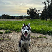 Maple is registered to the contest to win money with this photo: animal, blue_eyes, canine, cloudy, dirt, dog, grass, happy, husky, nature, outdoor, park, pet, portrait, puppy, sitting, sky, smiling, trees, young