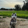 animal, blue_eyes, canine, cloudy, dirt, dog, grass, happy, husky, nature, outdoor, park, pet, portrait, puppy, sitting, sky, smiling, trees, young