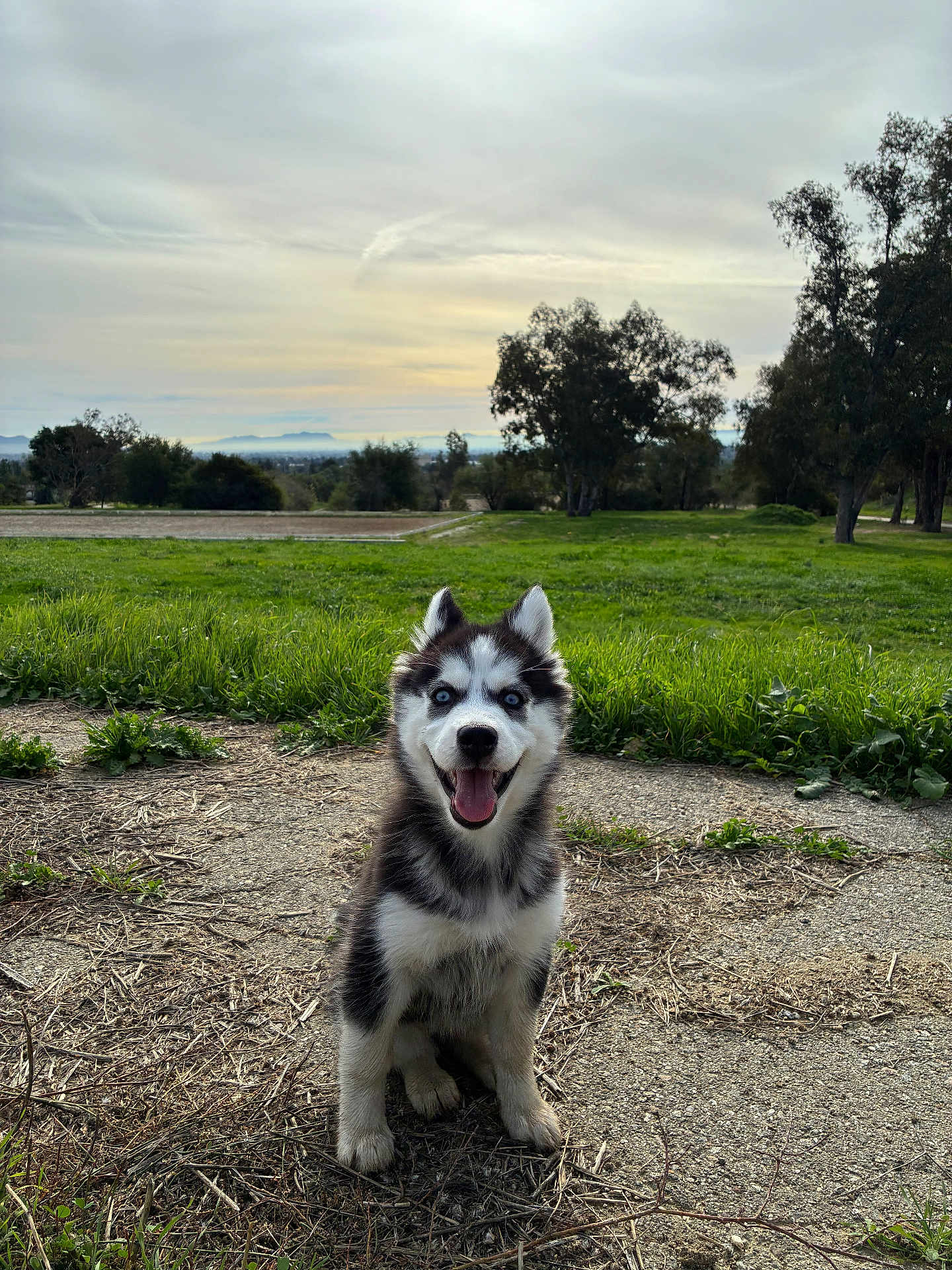 Maple is registered to the contest to win money with this photo: animal, blue_eyes, canine, cloudy, dirt, dog, grass, happy, husky, nature, outdoor, park, pet, portrait, puppy, sitting, sky, smiling, trees, young