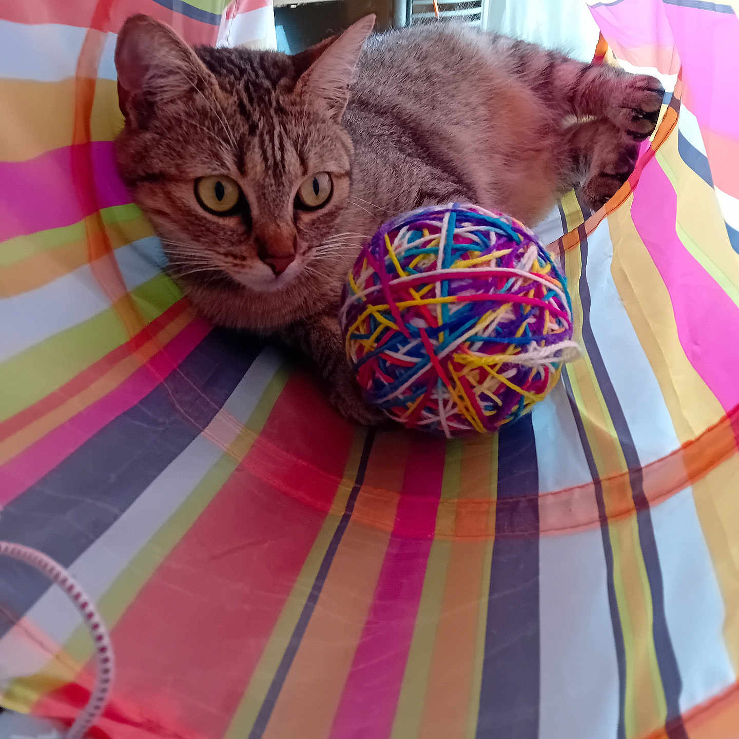 Mimine a rejoint le concours — aidez-le/la à gagner de superbes lots ! abyssinian, aircraft, animal, balloon, blanket, cat, clothing, furniture, hat, homedecor, hotairballoon, kitten, linen, manx, person, pet, sphere, tent, transportation, yarn