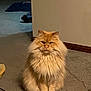 animal, calm, carpet, cat, cute, domestic, expression, feline, floor, fluffy, fur, home, indoor, long_hair, looking, orange_cat, pet, portrait, regal, sitting