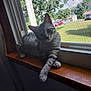 Stormi joined the competition — help win amazing prizes! cat, tabby_cat, windowsill, window_screen, indoor, sunlight, paw, striped_fur, gray_cat, relaxed, pet, animal, curious, wooden_surface, daylight, greenery, trees, car, house, background