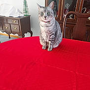 Stormi joined the competition — help win amazing prizes! cat, tabby_cat, pet, indoor, table, red_tablecloth, furniture, cabinet, wooden_chair, decor, christmas_tree_decor, collar, bell, green_eyes, sitting, portrait, domestic_animal, home_interior, feline, tabletop