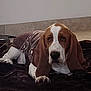 Zuko joined the competition — help win amazing prizes! animal, basset_hound, blanket, brown, canine, cozy, cute, dog, domestic_animal, expression, floor, fur, indoor, long_ears, lying_down, pet, portrait, resting, sweater, white