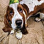 Zuko joined the competition — help win amazing prizes! animal, basset_hound, brown_and_white, canine, carpet, close_up, cute, dog, domestic_animal, expression, fur, gold_chain, indoor, long_ears, looking_up, lying_down, party_hat, paws, pet, whiskers