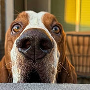 Zuko joined the competition — help win amazing prizes! animal, background_blur, brown, canine, close_up, concrete, curious, daylight, dog, ears, expression, eyes, face, furry, nose, outdoor, pet, snout, whiskers, white