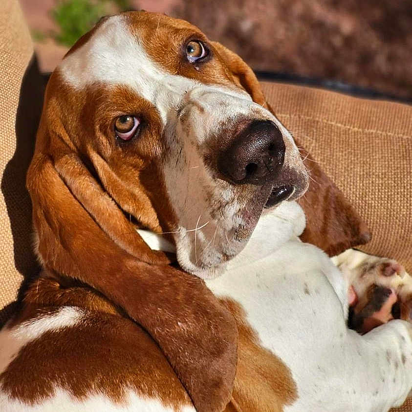 Zuko