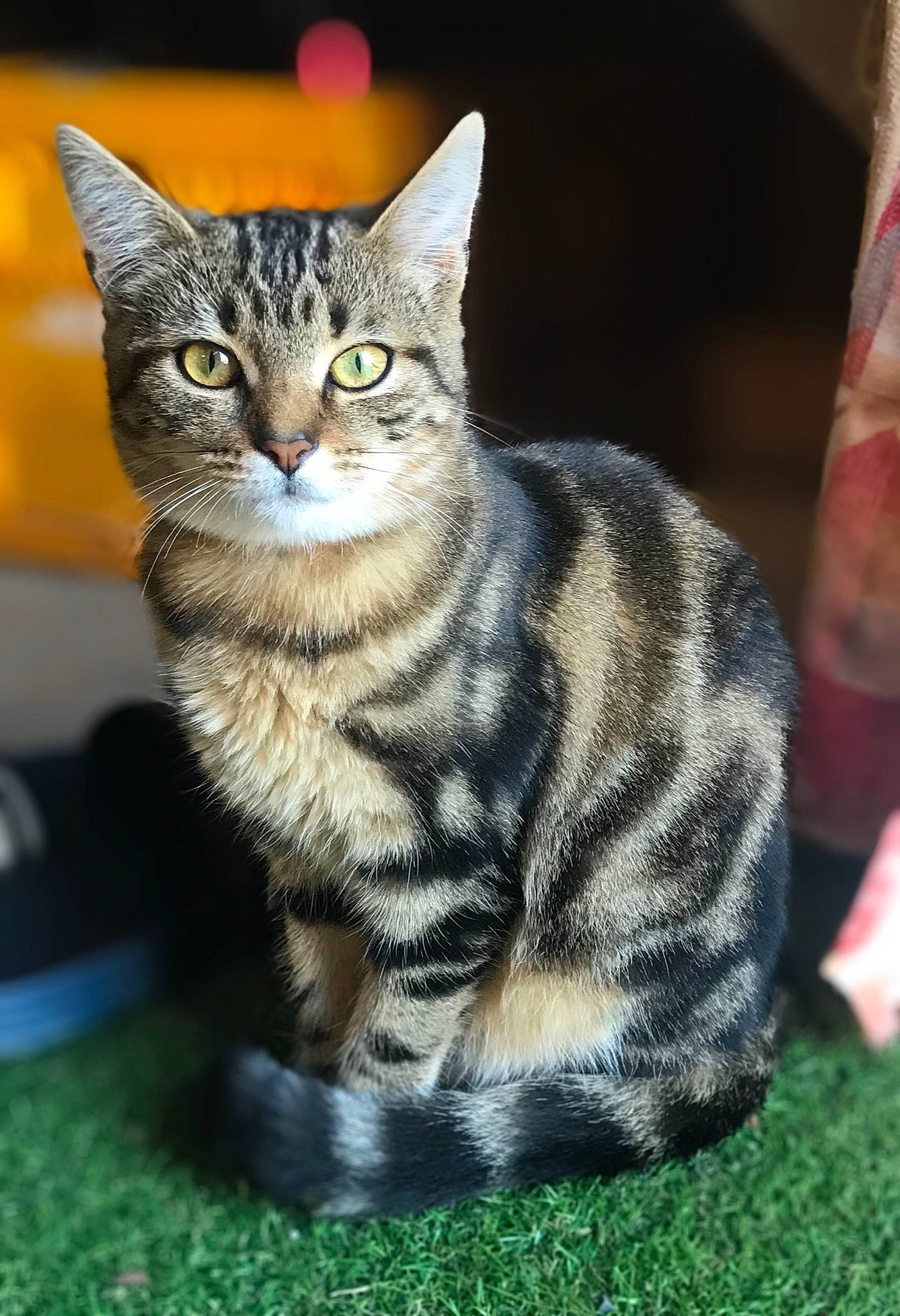 Romy a rejoint le concours — aidez-le/la à gagner de superbes lots ! american_shorthair, american_wirehair, asian, bengal, california_spangled, carnivore, cat, domestic_short_haired_cat, dragon_li, european_shorthair, felidae, grass, kitten, mammal, small_to_medium_sized_cats, tabby_cat, toyger, vertebrate, whiskers, wildlife