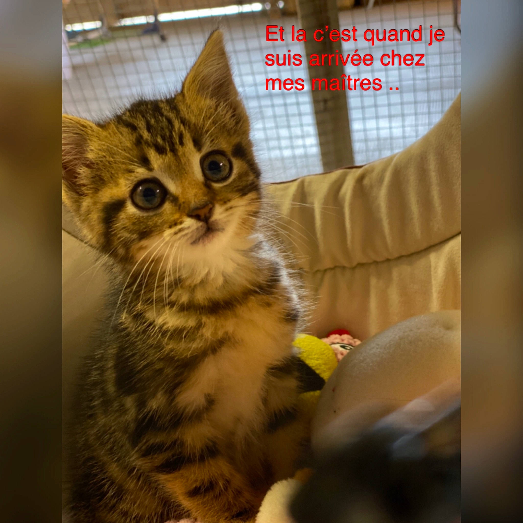 Romy a rejoint le concours — aidez-le/la à gagner de superbes lots ! american_shorthair, american_wirehair, asian, bengal, california_spangled, carnivore, cat, domestic_short_haired_cat, dragon_li, european_shorthair, felidae, kitten, mammal, photo_caption, pixie_bob, rusty_spotted_cat, small_to_medium_sized_cats, tabby_cat, toyger, whiskers