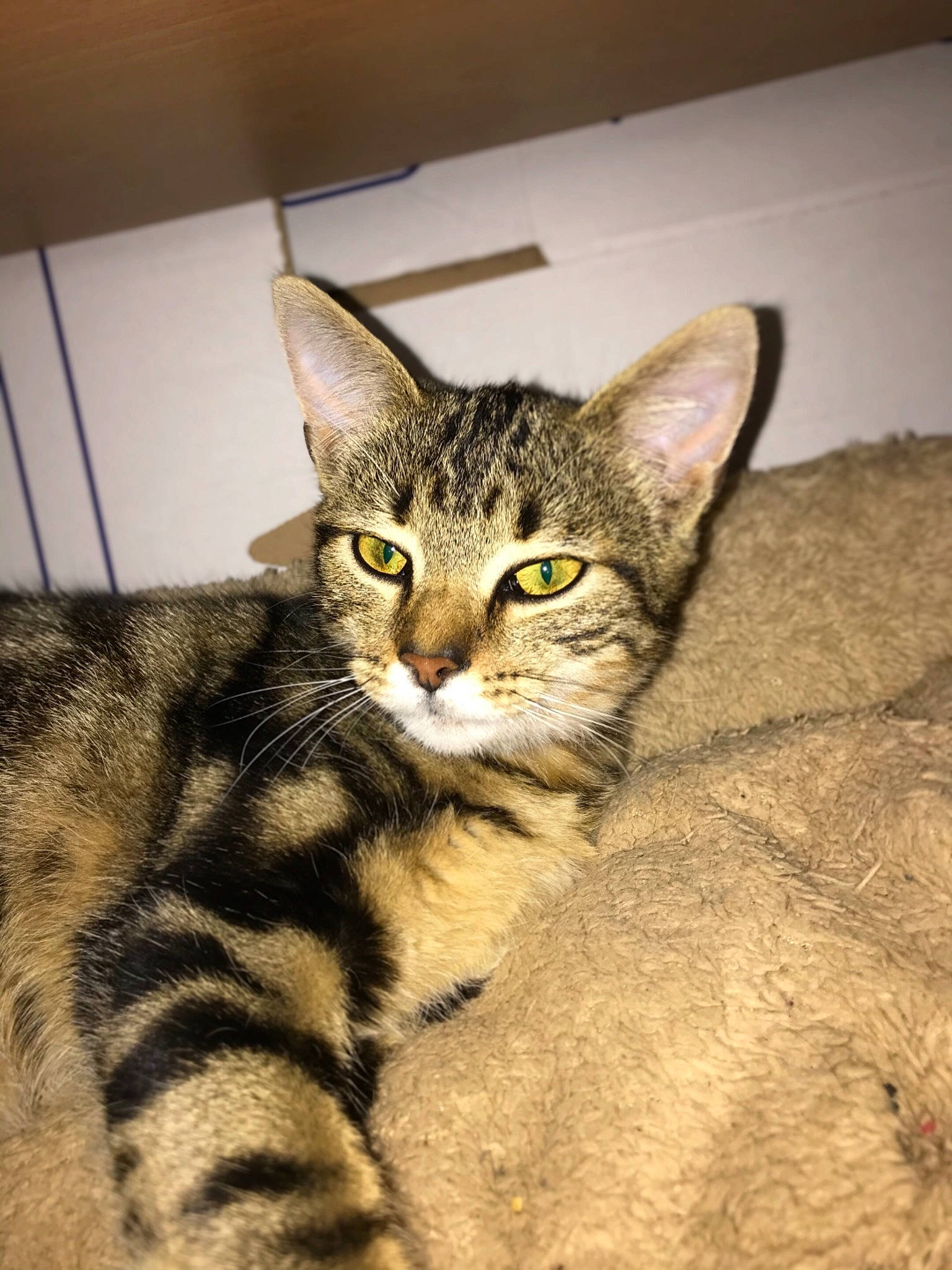 Romy a rejoint le concours — aidez-le/la à gagner de superbes lots ! american_shorthair, asian, australian_mist, bengal, california_spangled, carnivore, cat, domestic_short_haired_cat, dragon_li, egyptian_mau, european_shorthair, felidae, kitten, mammal, ocicat, small_to_medium_sized_cats, tabby_cat, toyger, vertebrate, whiskers