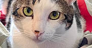 Mac is registered to the contest to win money with this photo: cat, kitten, tabby, white_cat, pet, animal, close_up, portrait, green_eyes, whiskers, ears, fur, indoor, blanket, cozy, laundry_basket, home, looking_at_camera, face, photography