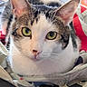 animal, blanket, cat, close_up, cozy, ears, face, fur, green_eyes, home, indoor, kitten, laundry_basket, looking_at_camera, pet, photography, portrait, tabby, whiskers, white_cat
