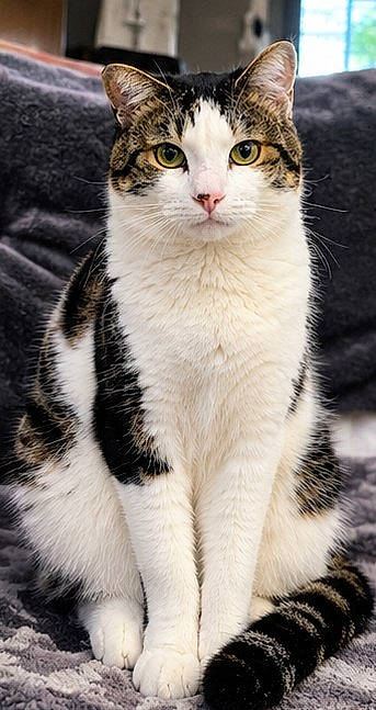 animal, blanket, cat, closeup, couch, curled_tail, ears, front_view, green_eyes, indoor, paws, pet, photography, portrait, sitting, striped_fur, tabby, upright, whiskers, white_fur