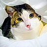 animal, bedding, black_fur, blanket, cat, close_up, cozy, curious, eyes, face, feline, green_eyes, indoors, nose, pet, pink_nose, portrait, tabby, whiskers, white_fur