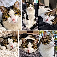 Mac joined the competition — help win amazing prizes! cat, tabby_cat, white_cat, pet, animal, portrait, collage, close_up, green_eyes, whiskers, pink_nose, sitting, lying_down, sleeping, indoors, outdoors, blanket, bed, cozy, fur
