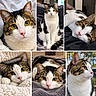 cat, tabby_cat, white_cat, pet, animal, portrait, collage, close_up, green_eyes, whiskers, pink_nose, sitting, lying_down, sleeping, indoors, outdoors, blanket, bed, cozy, fur