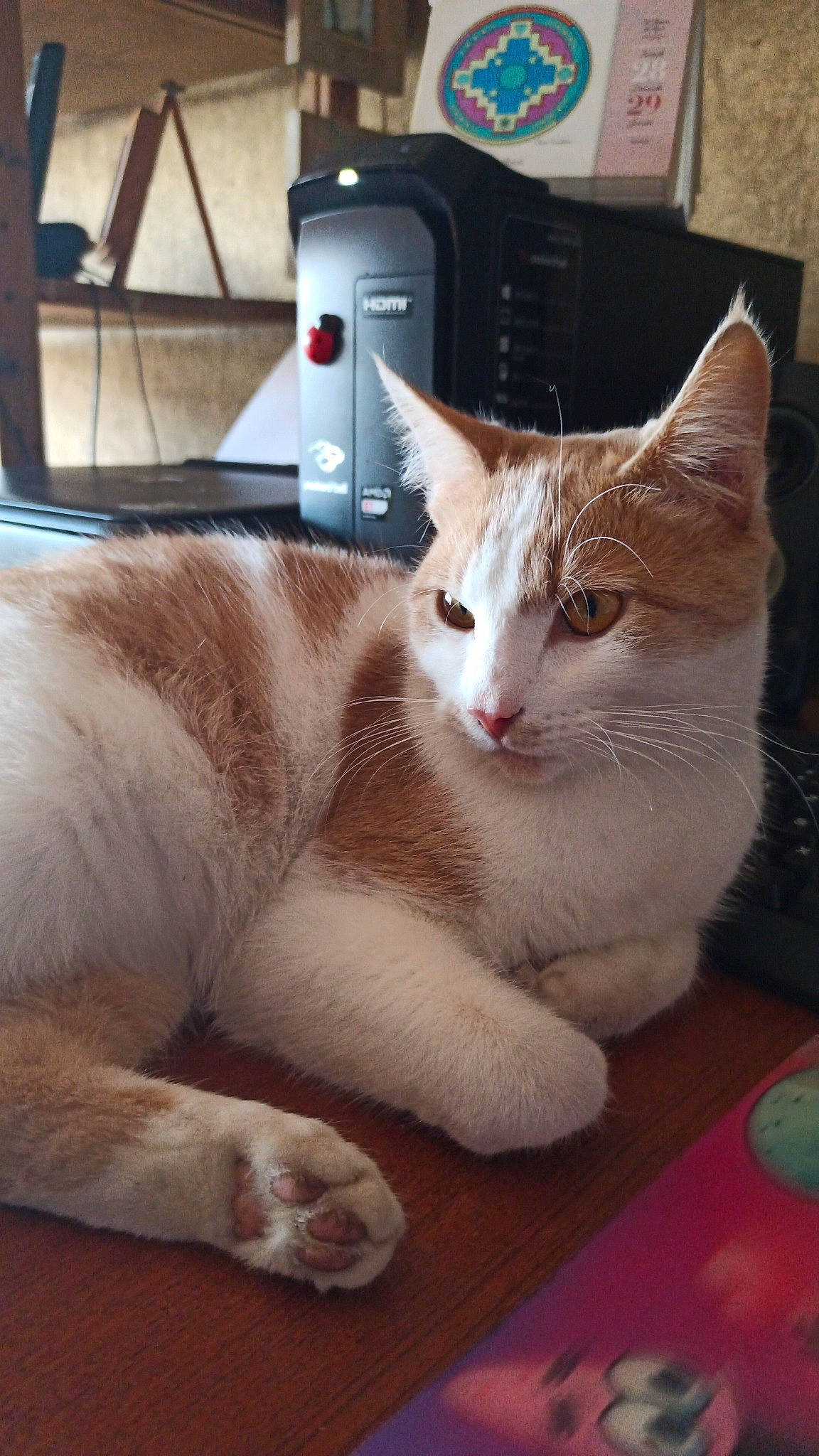 Boulou a rejoint le concours — aidez-le/la à gagner de superbes lots ! box, carnivore, cat, claw, collar, comfort, domestic_short_haired_cat, fawn, felidae, flooring, fur, hardwood, paw, pet_supply, sitting, small_to_medium_sized_cats, snout, tail, whiskers, wood