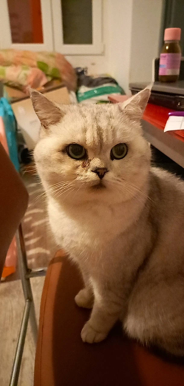 Minouche a rejoint le concours — aidez-le/la à gagner de superbes lots ! carnivore, cat, chair, claw, domestic_short_haired_cat, ear, fawn, felidae, fur, paw, small_to_medium_sized_cats, snout, whiskers