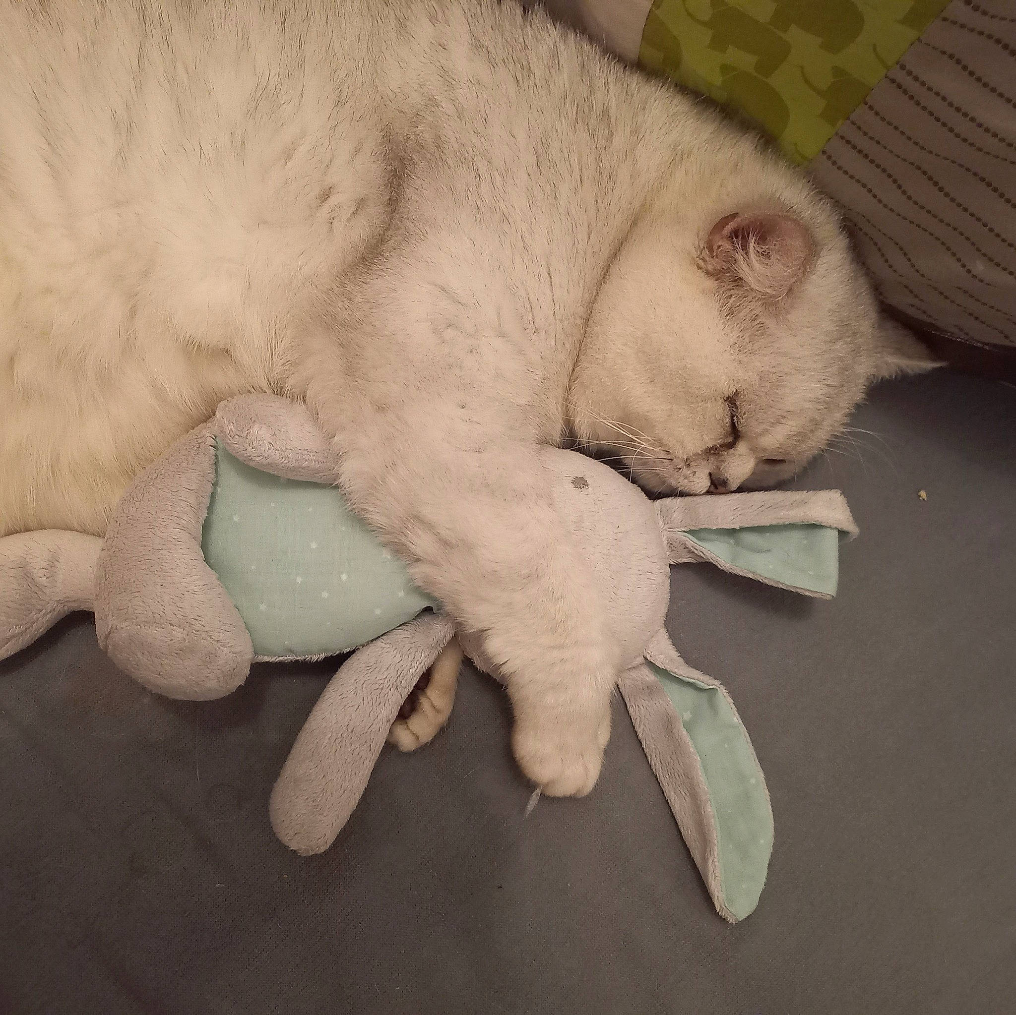 Minouche participe au concours pour gagner de l'argent avec cette photo : carnivore, cat, claw, comfort, domestic_short_haired_cat, ear, eye, fang, fawn, felidae, fur, nap, paw, sculpture, sleep, small_to_medium_sized_cats, snout, tail, terrestrial_animal, whiskers