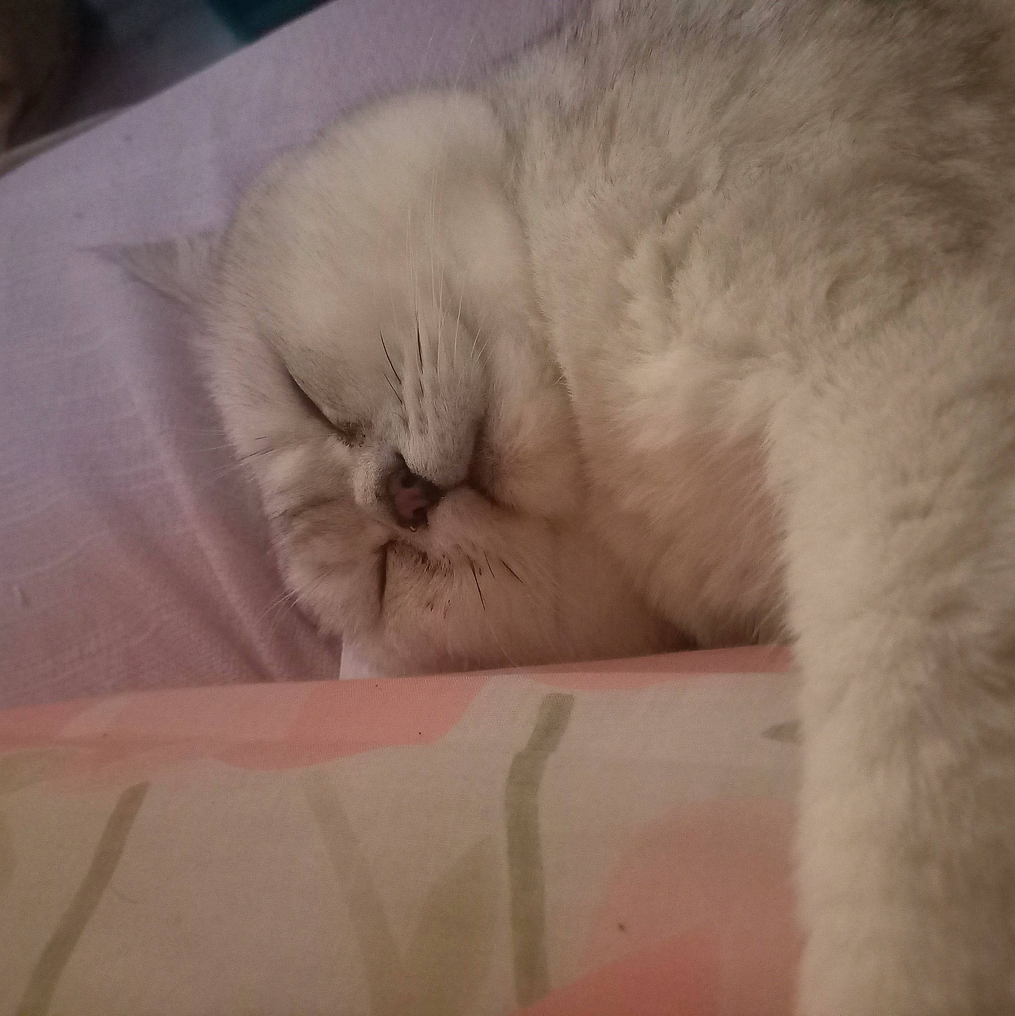 Minouche participe au concours pour gagner de l'argent avec cette photo : carnivore, cat, cat_bed, claw, comfort, fawn, felidae, fur, nap, paw, sleep, small_to_medium_sized_cats, snout, terrestrial_animal, whiskers