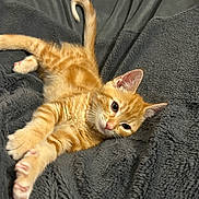 Percy is registered to the contest to win money with this photo: kitten, cat, orange_tabby, pet, feline, animal, cute, fluffy, stretching, relaxed, soft_blanket, indoor, whiskers, ears, paws, tail, fur, young_animal, resting, cozy