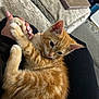 kitten, cat, orange_tabby, pet, paw, hand, furry, cute, indoor, person, couch, carpet, relaxing, domestic_animal, animal, feline, home, living_room, soft, comfort