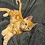 kitten, cat, orange_tabby, pet, feline, animal, cute, fluffy, stretching, relaxed, soft_blanket, indoor, whiskers, ears, paws, tail, fur, young_animal, resting, cozy