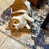 cat, orange_cat, white_cat, pet, cardboard_box, indoor, rug, curious, cozy, feline, floor_tiles, resting, cute, domestic_cat, whiskers, wide_eyes, fur, small_box, relaxed, home
