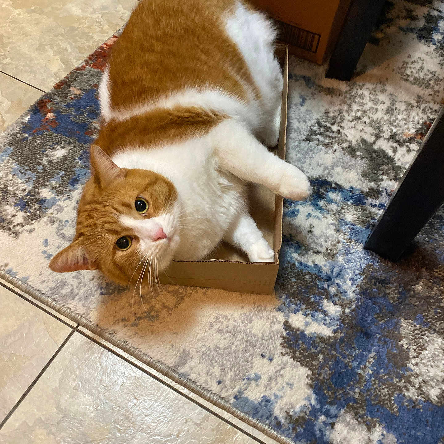 Booter is registered to the contest to win money with this photo: cat, orange_cat, white_cat, pet, cardboard_box, indoor, rug, curious, cozy, feline, floor_tiles, resting, cute, domestic_cat, whiskers, wide_eyes, fur, small_box, relaxed, home