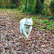 Aïko a rejoint le concours — aidez-le/la à gagner de superbes lots ! dog, white_dog, stick, forest, path, leaves, autumn, nature, outdoor, playful, running, happy, canine, animal, greenery, woods, daylight, fur, pet, walking