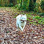 dog, white_dog, stick, forest, path, leaves, autumn, nature, outdoor, playful, running, happy, canine, animal, greenery, woods, daylight, fur, pet, walking