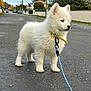 Aïko a rejoint le concours — aidez-le/la à gagner de superbes lots ! puppy, dog, white_fur, collar, leash, street, sidewalk, suburban, outdoor, pet, animal, walking, canine, young_dog, curious, fluffy, quiet, daytime, residential_area, nature