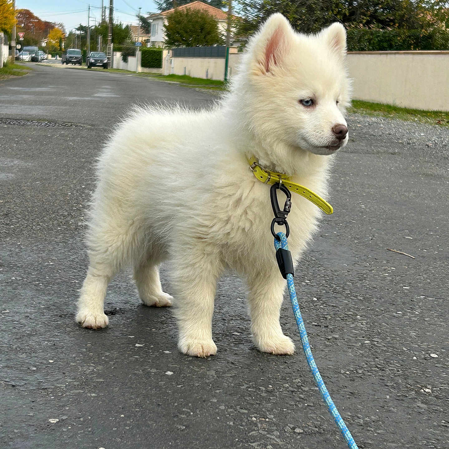 Aïko a rejoint le concours — aidez-le/la à gagner de superbes lots ! animal, canine, collar, curious, daytime, dog, fluffy, leash, nature, outdoor, pet, puppy, quiet, residential_area, sidewalk, street, suburban, walking, white_fur, young_dog