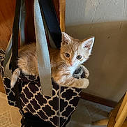 Sammy joined the competition — help win amazing prizes! animal, cat, closeup, curious, domestic_cat, door, door_handle, feline, floor, household, indoor, kitten, orange_cat, patterned, pet, resting, sitting, tote_bag, white_cat, young_cat