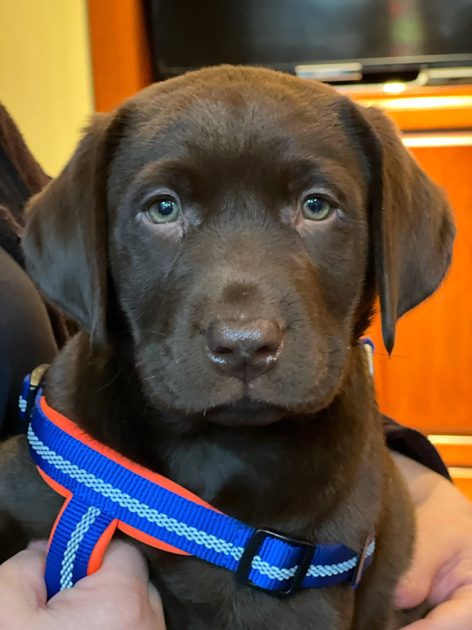 Dozer joined the competition — help win amazing prizes! carnivore, collar, companion_dog, dog, dog_breed, dog_collar, electric_blue, fashion_accessory, fawn, firefighter, gun_dog, hat, leash, liver, personal_protective_equipment, pet_supply, snout, sporting_group, whiskers, working_animal