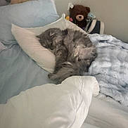Emmett is registered to the contest to win money with this photo: cat, sleeping, bed, pillow, blanket, stuffed_animal, teddy_bear, gray_cat, cozy, indoor, furry, resting, pet, domestic_cat, soft, curled_up, household, relaxing, feline, comfortable