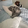 cat, sleeping, bed, pillow, blanket, stuffed_animal, teddy_bear, gray_cat, cozy, indoor, furry, resting, pet, domestic_cat, soft, curled_up, household, relaxing, feline, comfortable