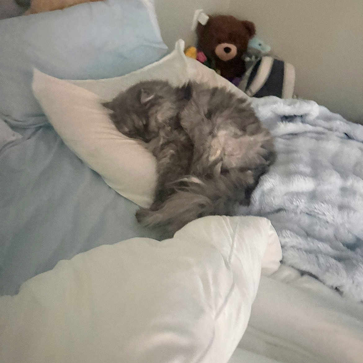 Emmett is registered to the contest to win money with this photo: cat, sleeping, bed, pillow, blanket, stuffed_animal, teddy_bear, gray_cat, cozy, indoor, furry, resting, pet, domestic_cat, soft, curled_up, household, relaxing, feline, comfortable