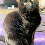 Nemo is registered to the contest to win money with this photo: animal, bed, black_cat, cat, cozy, curious, domestic, feline, fur, furniture, home, indoor, pet, portrait, purple_bedspread, relaxed, sitting, television, whiskers, yellow_eyes
