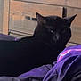 Nemo joined the competition — help win amazing prizes! animal, bed, black_cat, blanket, cat, controller, cozy, dressing_table, electronics, furniture, gaze, indoor, pet, purple, relaxing, room, shadow, soft, tv, wood
