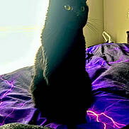 Nemo joined the competition — help win amazing prizes! animal, backlight, bed, black_cat, blanket, cat, cozy, cute, domestic_animal, feline, fur, indoor, lightning_pattern, pet, purple_blanket, shadow, silhouette, sitting, whiskers, window
