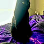 animal, backlight, bed, black_cat, blanket, cat, cozy, cute, domestic_animal, feline, fur, indoor, lightning_pattern, pet, purple_blanket, shadow, silhouette, sitting, whiskers, window