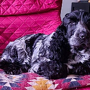 Filou participe au concours pour gagner de l'argent avec cette photo : dog, black_and_white, fluffy, armchair, pink, cushion, indoor, furniture, relaxed, pet, canine, resting, patterned, cozy, living_room, portrait, fur, companion, domestic_animal, household
