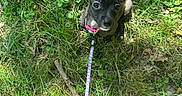 Coco joined the competition — help win amazing prizes! puppy, dog, grass, outdoor, leash, pink_collar, greenery, pet, cute, small_dog, nature, summer, sunlight, footwear, sandal, animal, canine, young_dog, looking_up, ground