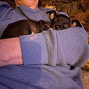 Coco joined the competition — help win amazing prizes! puppy, dog, sleeping, black_dog, person, arm, sweater, purple, cozy, indoor, resting, cute, small_dog, pet, animal, close_up, comfort, couch, patterned_background, relaxation