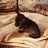 Coco is registered to the contest to win money with this photo: puppy, dog, small_dog, black_dog, blanket, couch, indoor, pet, animal, cute, soft_texture, cozy, fur, resting, young, companion, domestic_animal, curious, name_text, seated
