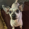 dog, small_dog, ears, curious, looking_up, pet, animal, indoor, brown_background, couch, pillow, fur, canine, close_up, adorable, four_legs, whiskers, snout, alert, companion