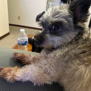 King is registered to the contest to win money with this photo: dog, curly_fur, pet, indoor, water_bottle, table, furniture, relaxed, close_up, brown_fur, black_nose, ear, paw, carpet, human_hand, home, animal, companion, resting, cute