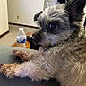 dog, curly_fur, pet, indoor, water_bottle, table, furniture, relaxed, close_up, brown_fur, black_nose, ear, paw, carpet, human_hand, home, animal, companion, resting, cute